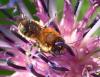 Osmia signata